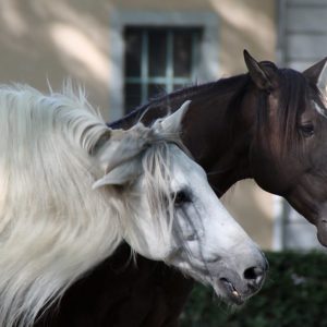 Chevaux Espagnols pyrénées