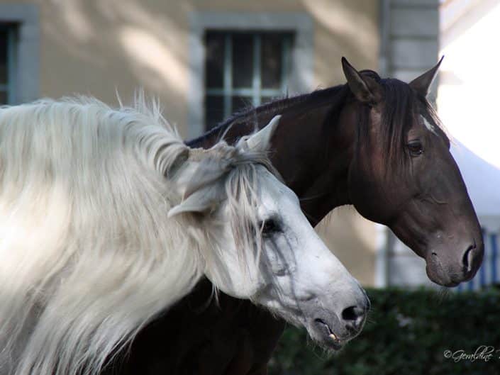 Chevaux Espagnols pyrénées