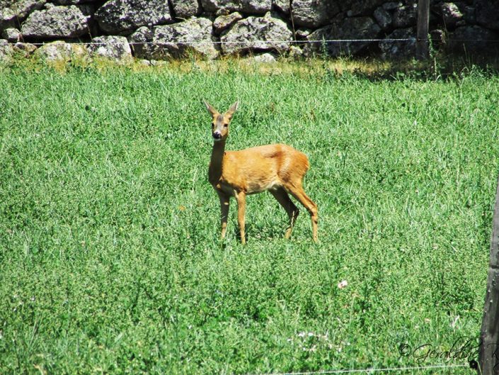 Rencontre furtive