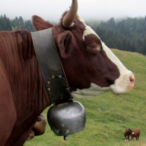 Vache Savoyarde