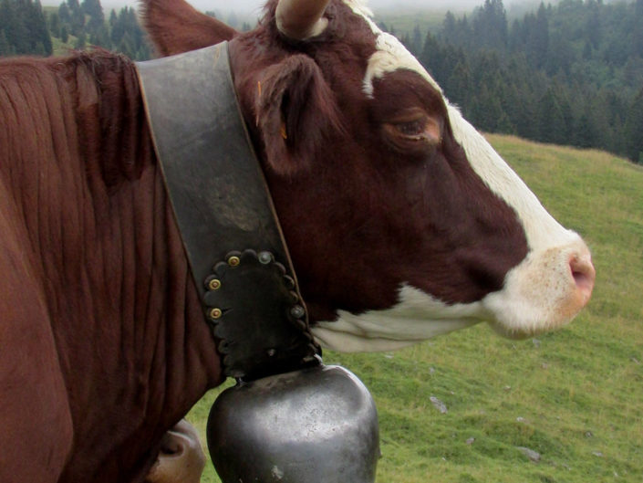 Vache Savoyarde