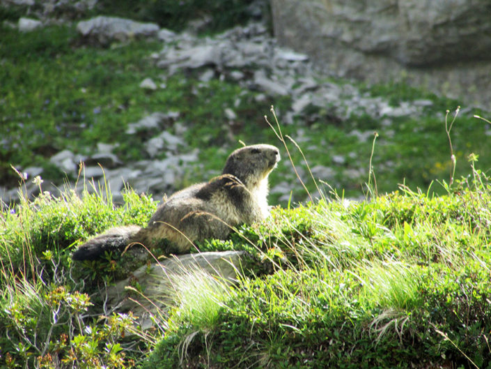 Petite marmotte