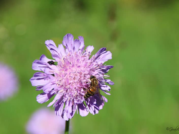 Abeille butinant fleur de ciboulette