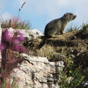 Autochtone de la Vanoise