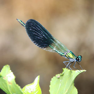 Caloptéryx éclatant ou libellule bleue