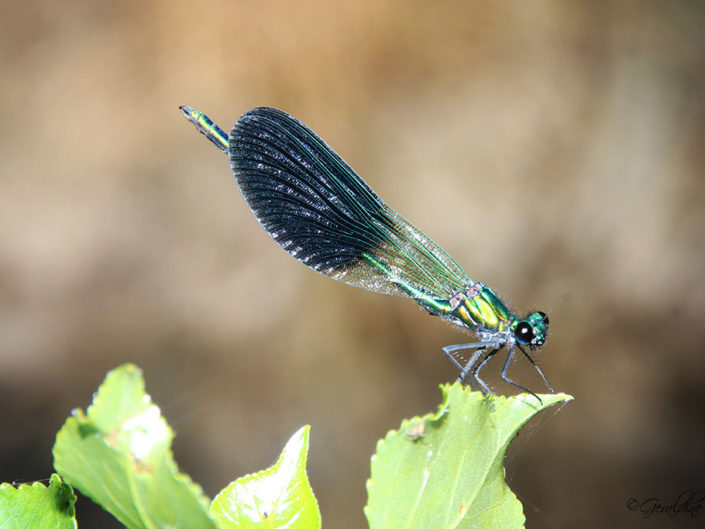 Caloptéryx éclatant ou libellule bleue