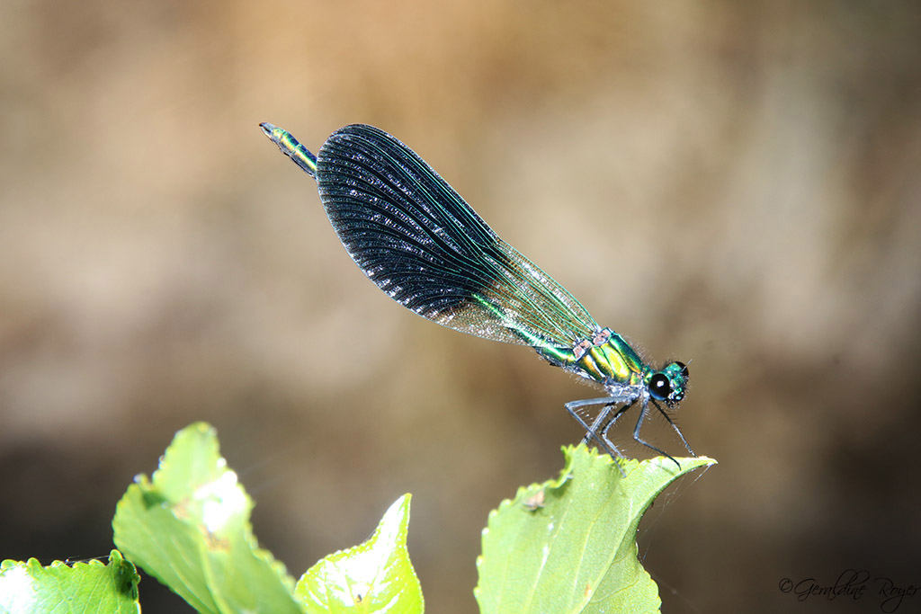 Caloptéryx éclatant ou libellule bleue