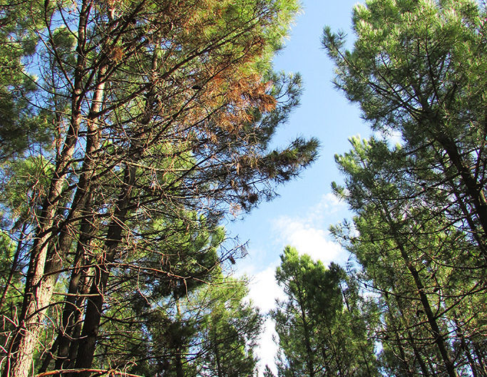 Forêt de pins Sylvestre
