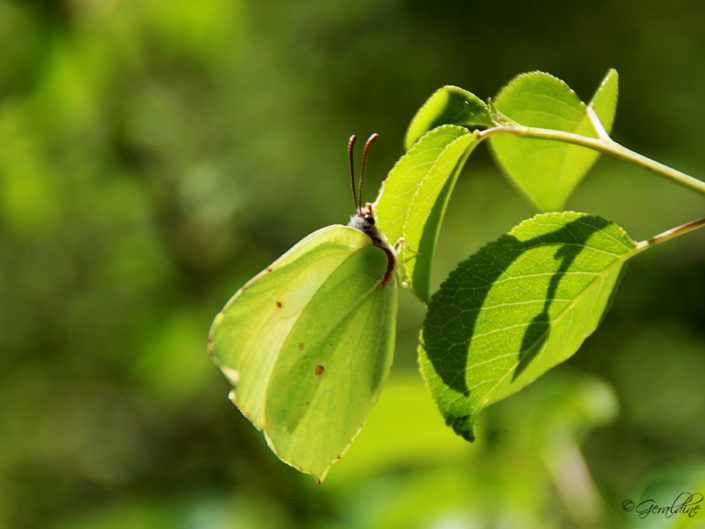 papilloncitron