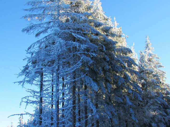 Forêt enneigée