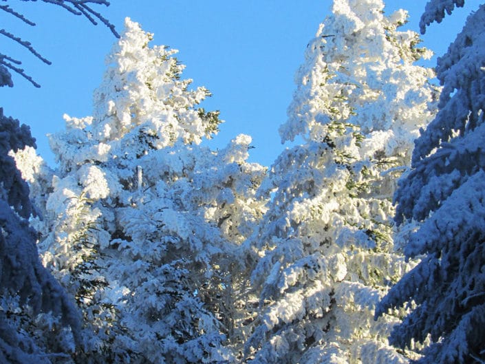 Sapins enneigés