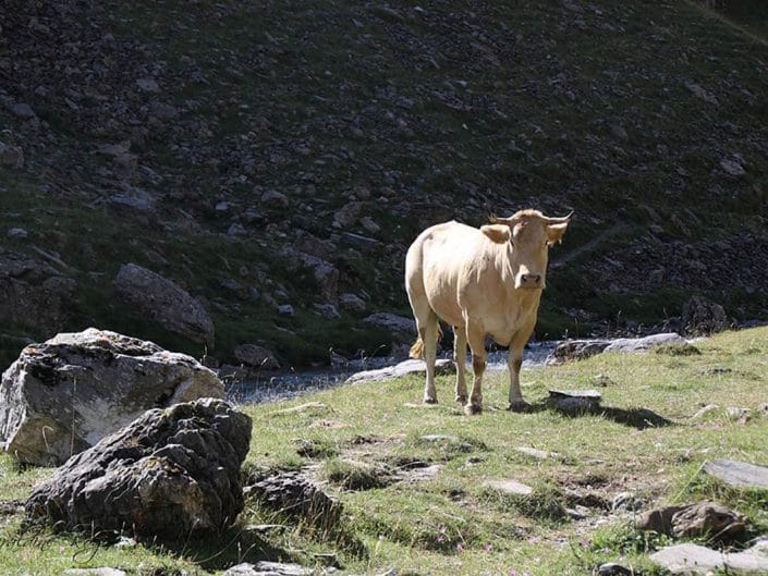 Vache d'estive