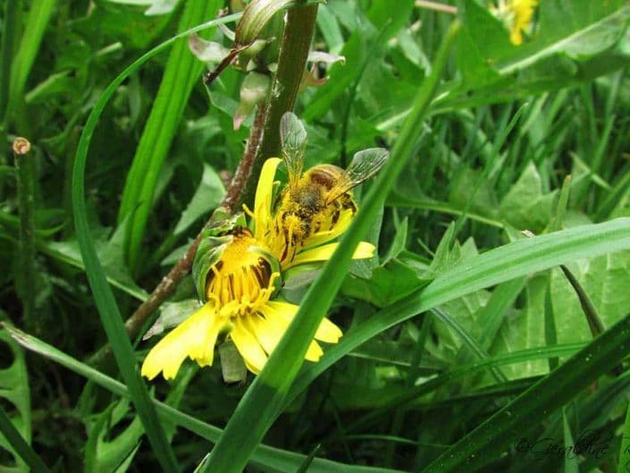 L'abeille couvert de pollen