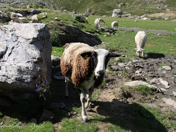 Moutons dans la plaine deTroumouse