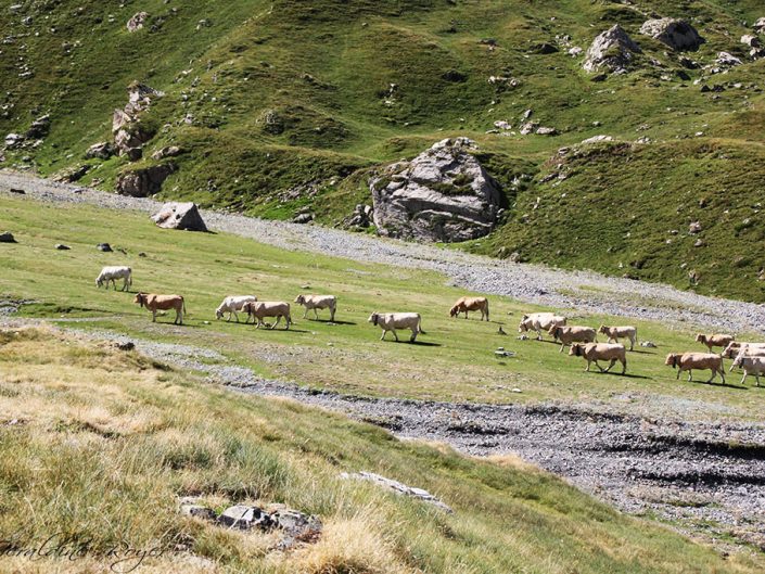 Vaches en estive à Troumouse