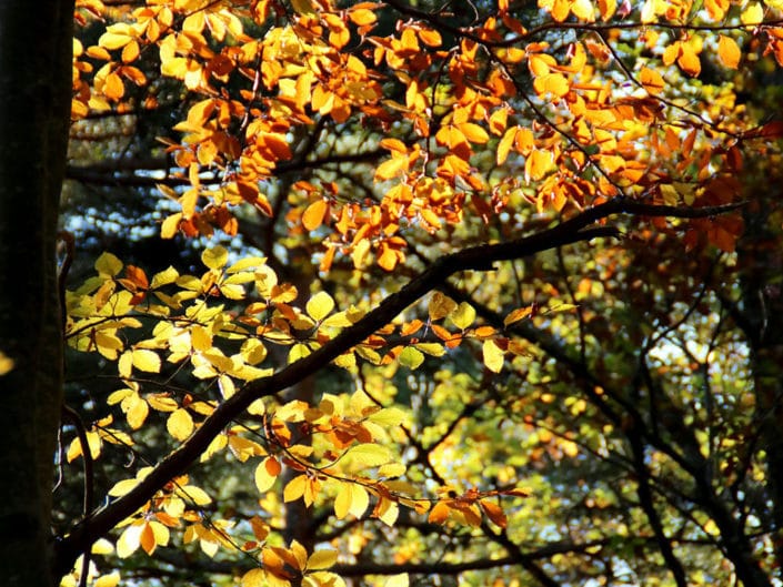 Mosaïque de couleurs