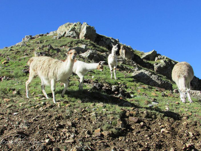 Un groupe de lamas pyrénéen