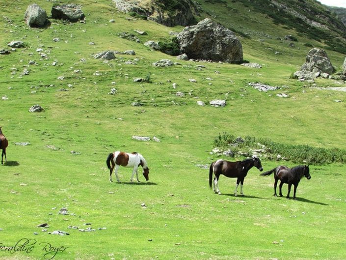 Des chevaux en estive