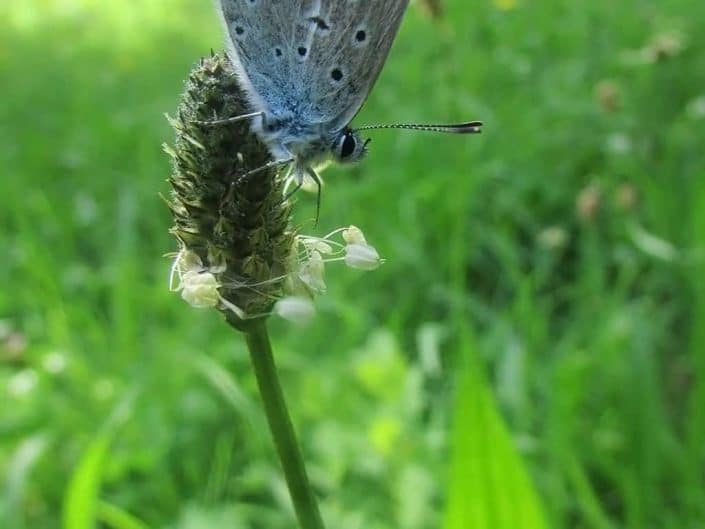 Petit papillon