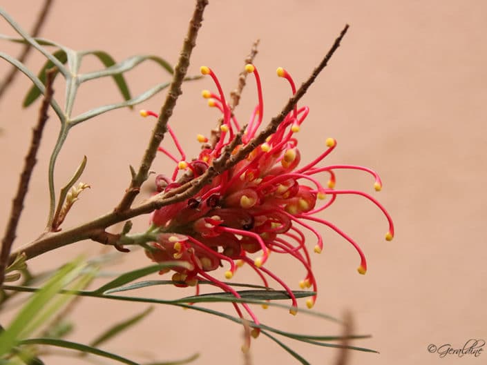 Grevillea Banksii forsteri ou Grevillaire rouge