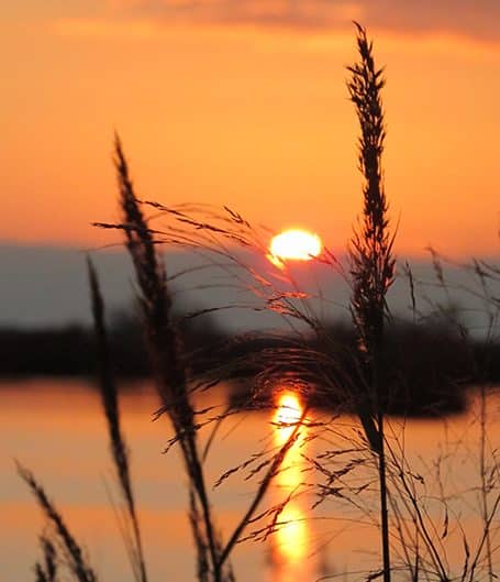 Coucher de soleil vu au travers des herbes