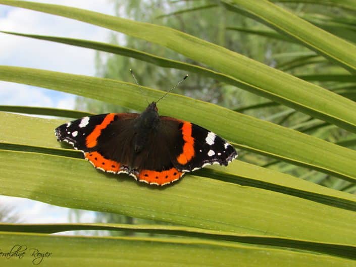 papillon borne-les-mimosas