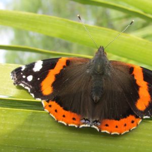 papillon borne-les-mimosas