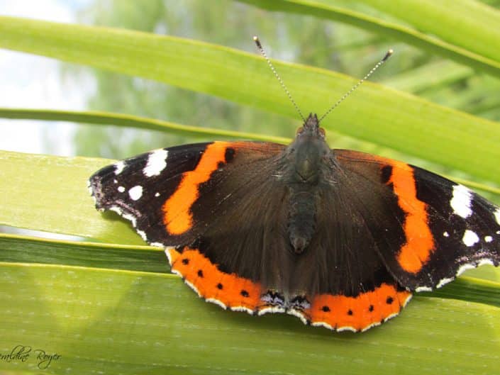 papillon borne-les-mimosas