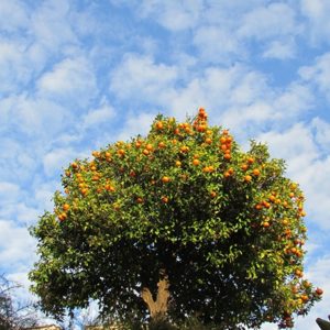 oranger borne-les-mimosas