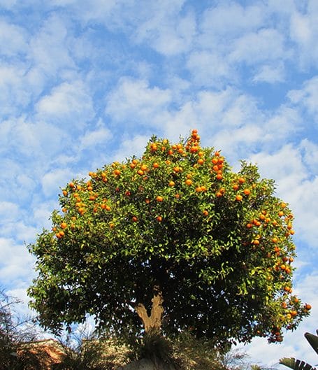 oranger borne-les-mimosas