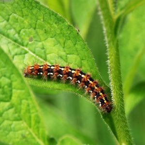 Chenille processionnaire