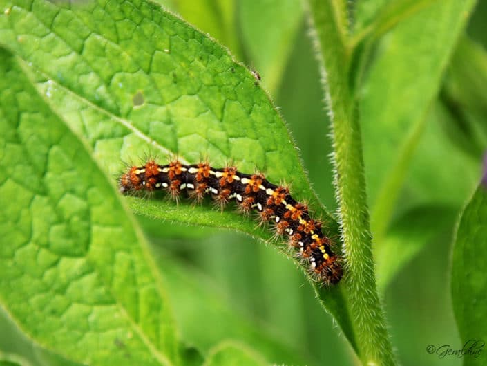 Chenille processionnaire