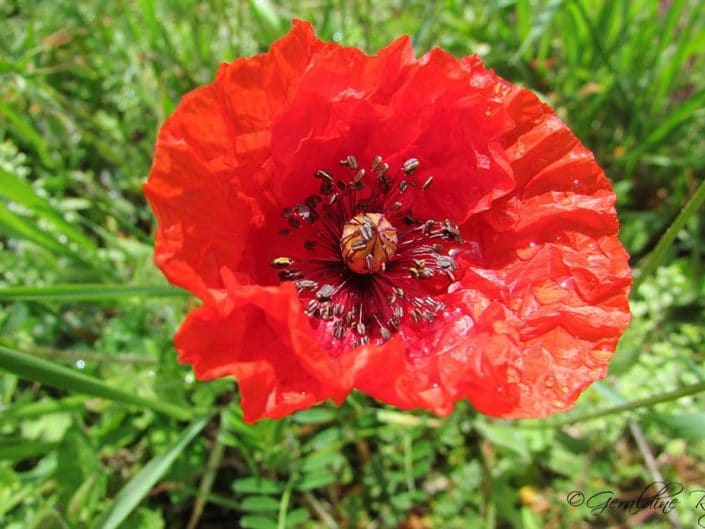 Coquelicot