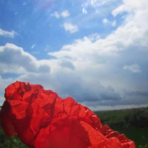 Coquelicot famille des papaveraceaes