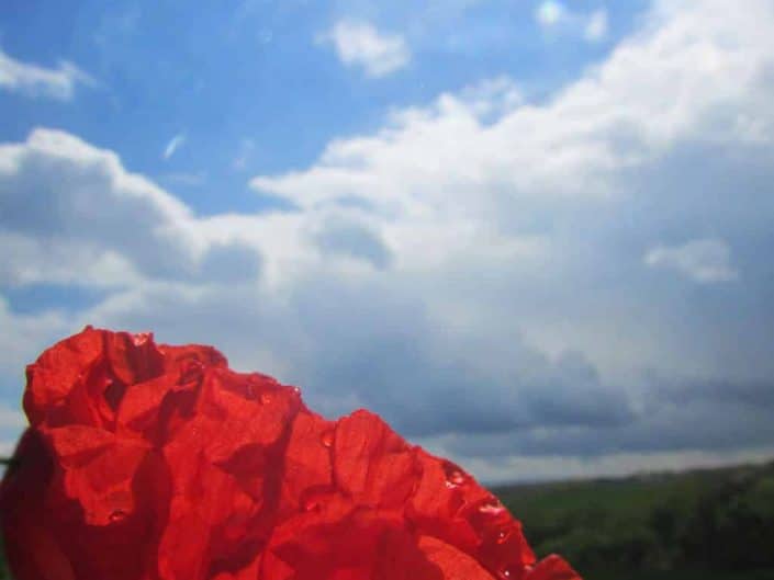 Coquelicot famille des papaveraceaes