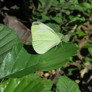 Papillon le Citron