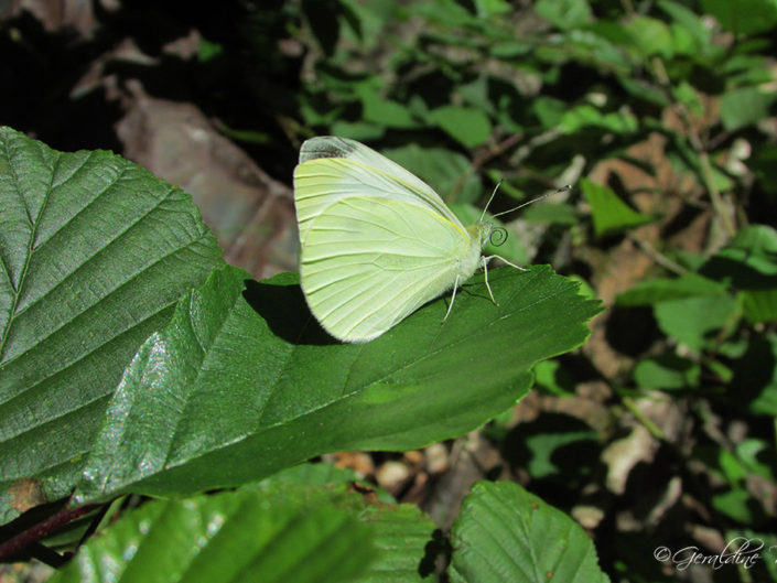 Papillon le Citron