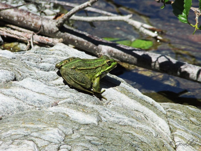 Une grenouille verte