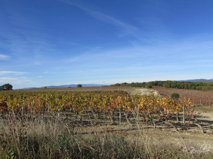 Les vignes