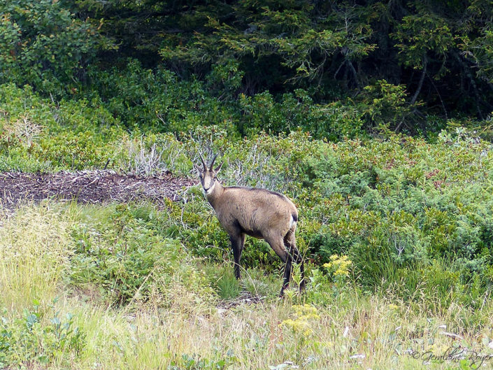 chamois