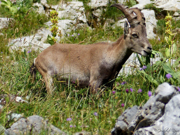 bouquetindesalpes