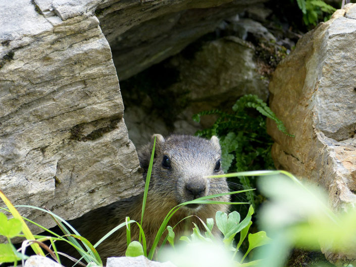 marmottedesalpes