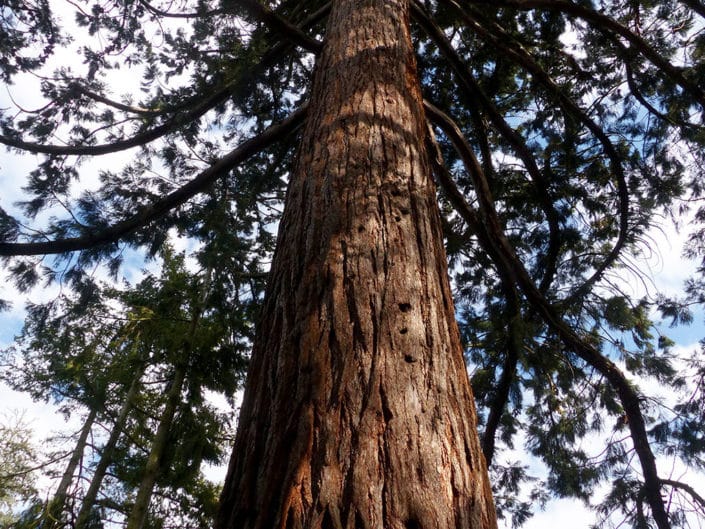 Séquoïa du Ternay