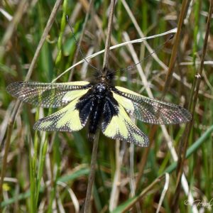 Libelloides coccajus (Ascalaphe soufré)