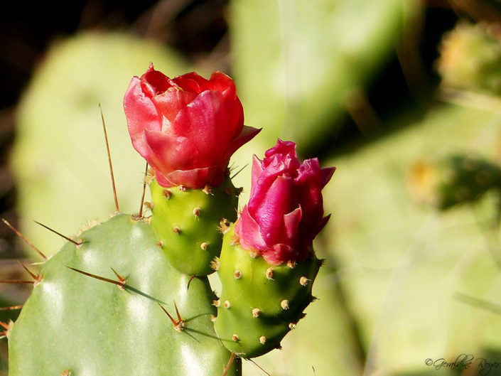 figuierdebarbarie