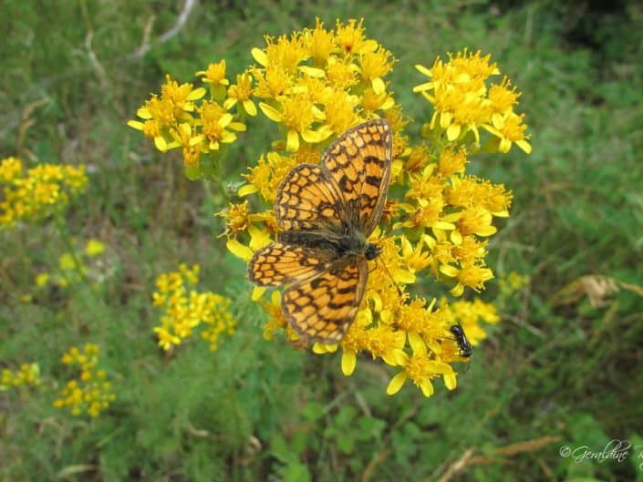 Papillon jaune et noir