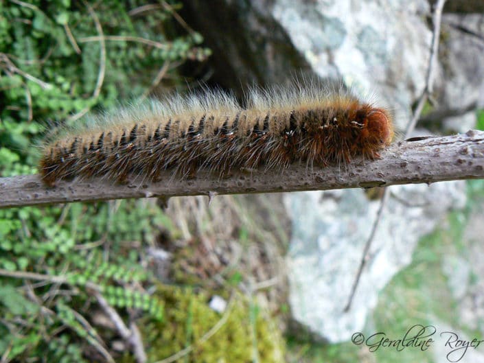 Chenille processionnaire