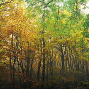 Forêt automnale Laviolle