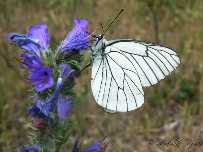 Papillon blanc veiné-noir