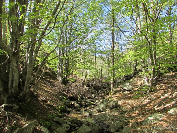 Vue en forêt en suivant un cours d'eau